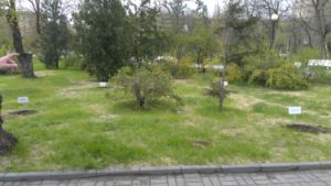 ДивиМИР посадил именной дуб в Комсомольском парке