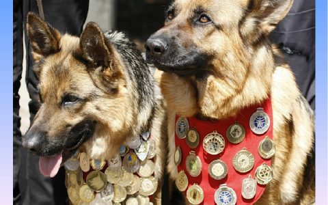 Юные художники Волгограда и области нарисуют собак-героев